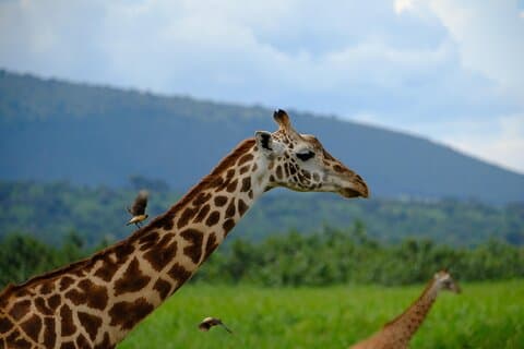 Kigali 1 Tagesausflug zum Akagera Nationalpark