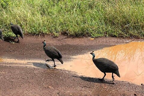 Halbtägige Nairobi Nationalpark Vogelbeobachtungstour
