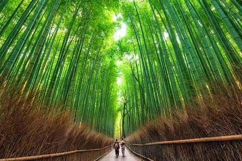 Kyoto: Arashiyama UNESCO Walking Tour with Admission