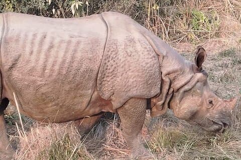 ピックアップ付きの3日間のチトワン国立公園ジャングルサファリツアーパッケージ