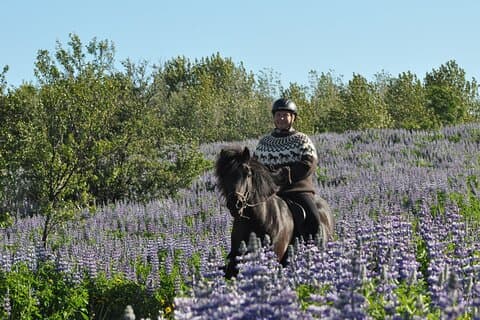 Tour a caballo en Mosfellsbær