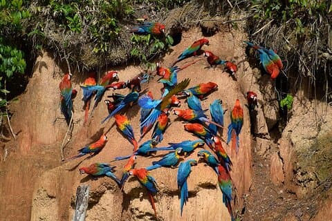 Collpa Chuncho 3 Days: The Greatest Macaw Spectacle in Tambopata