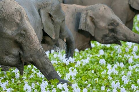 Visite privée de Polonnaruwa à Kandy avec Wasgamuwa Safari
