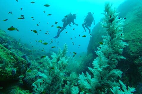 Fun Dives For Certified Divers