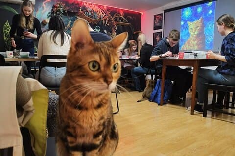 Akrylmaleri Workshop med katter i Budapest