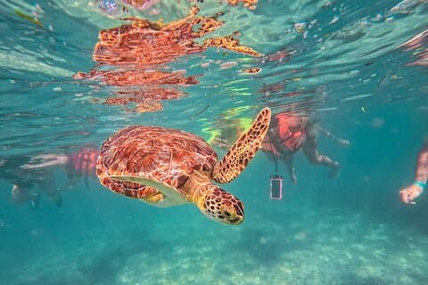 Tulum ruiner, havssköldpaddor och Cenote simma äventyrstur