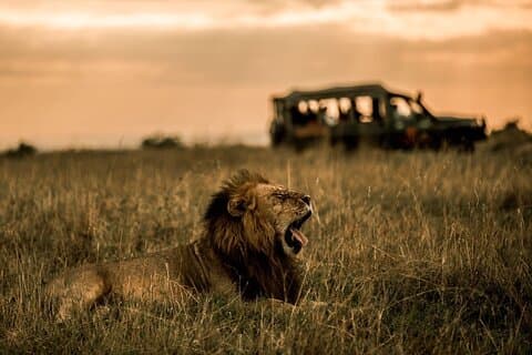 Spannende 3-tägige Privatsafari in Masai Mara