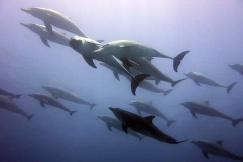Mnemba Snorkeling and Swimming with Dolphins Trip