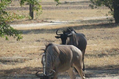 Embarquez pour une aventure inoubliable avec Rhino Safari Game Drive