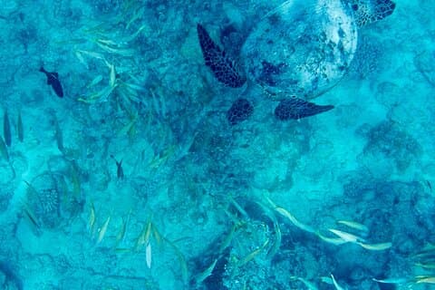Schnorchelabenteuer im Turtle Canyon