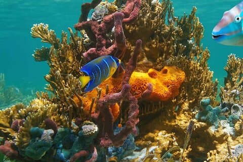 Avventura di snorkeling al Parco Nazionale Puerto Morelos Reef