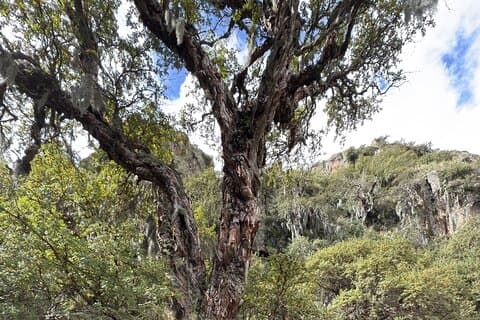 Cordoba: Trekking through native tabaquillos forest and waterfall