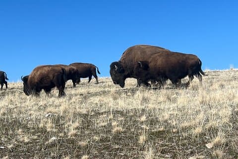 Excursion privée sur l'île aux antilopes et le Grand Lac Salé
