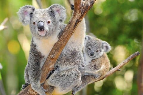 Kangaroo Island Wildlife Encounter