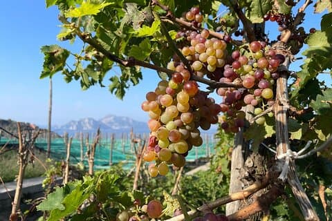 Excursion en E-Bike dans la péninsule de Sorrente et dégustation de vins