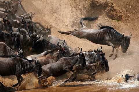 Hoteller i nærheden af Great Migration Maasai Mara