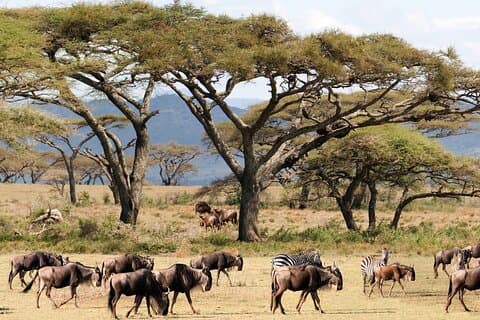 3 dager med Masai Mara Wildlife Safari