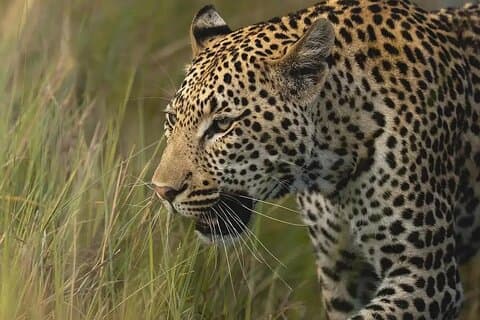 7 dagars privat rundtur nationalpark i Rwanda