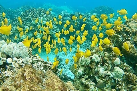 Kealakekua Bay Snorkel- och delfinsafari i Kona Big Island (4 timmar)