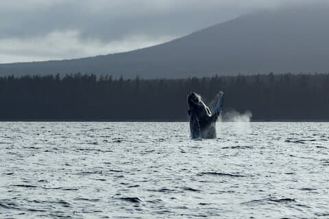 Sitka Sound Marine Wildlife Tour