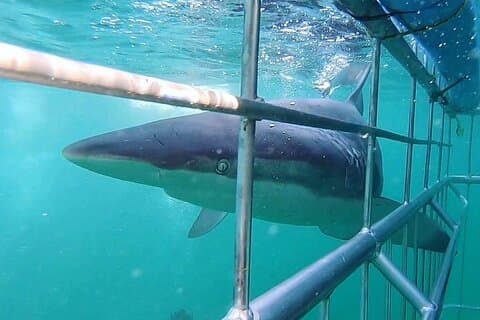 Aventura de buceo en jaula de tiburón en Ciudad del Cabo con buceo