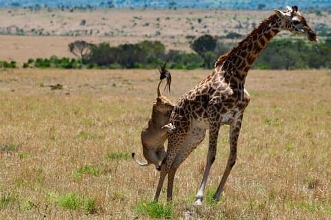 2 days maasai mara joining safari