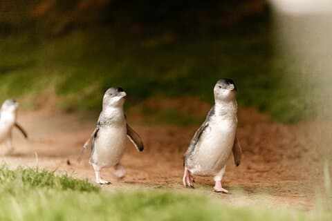 Phillip Island Tour met Spaanssprekende gids