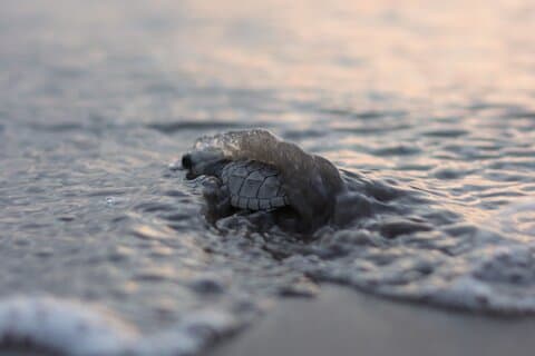 Soltura de tartarugas marinhas no acampamento Tortuguero