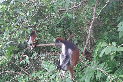 Visite d'une demi-journée des mangroves de la forêt de Jozani