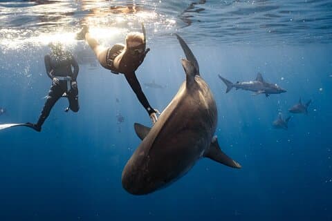 Shark Dive Private Charter ohne Käfig
