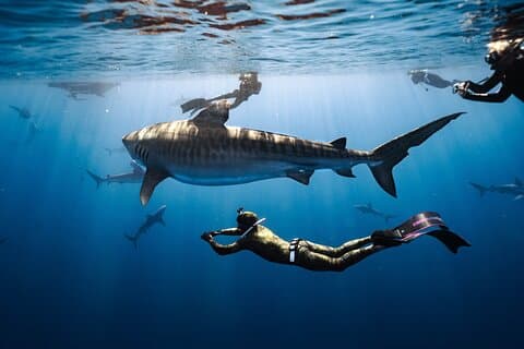 Oahu Shark Diving (Kein Käfig)
