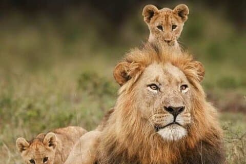 3 Days Mikumi Safari Adventures by Ferry from Zanzibar