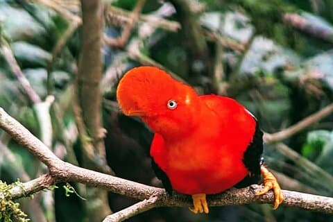 Manu Jungle Tours fra Cusco (2 dager).