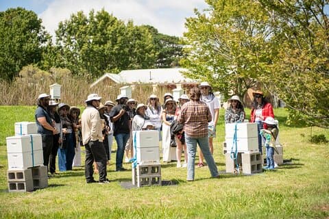 Bowral: Honey Farm Tour Including Morning Tea and Guided Tasting