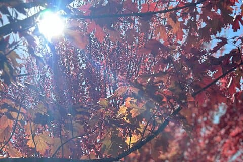 Adelaide City Highlights via Hahndorf Half-Day Tour