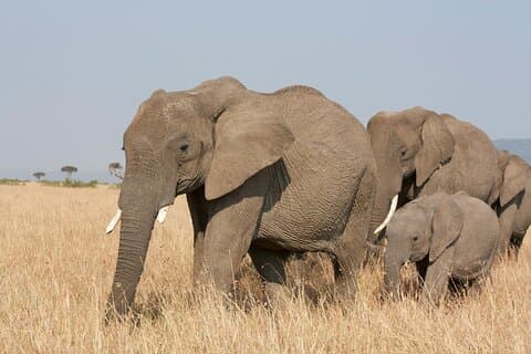 Safari nocturno al Parque Nacional Amboseli desde Nairobi