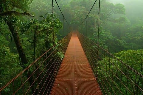 Skywalk & Bönor med söt smak, Monteverde Upplevelse