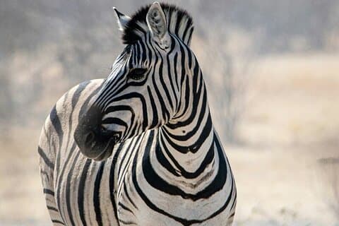 2 dages biltur til Agulhas National Park