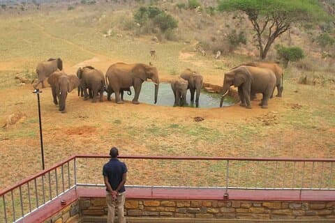 3 Giorni Privati Tsavo Est e Ovest con Safari Mzima Springs