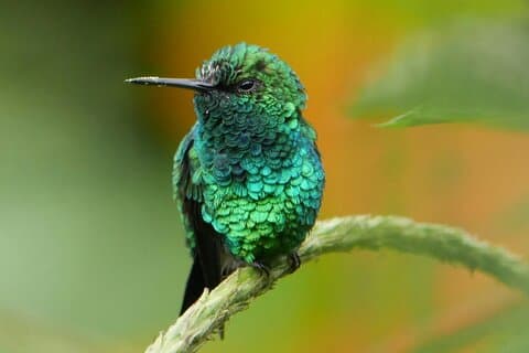 Mindo Cloud Forest Private Day Tour from Quito