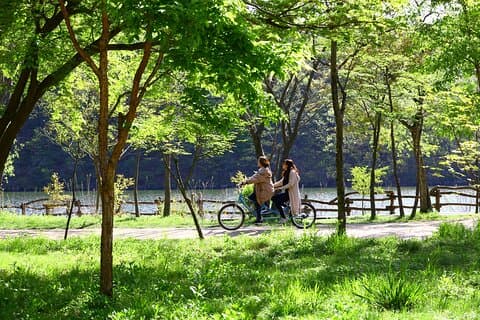 Tur til Nami Island med Petite France & Italian Village, Garden of Morning Calm