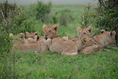 6 jours 5 nuits Budget Group Safari Experience