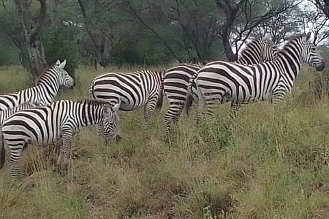 Expérience d'une demi-journée dans le parc national de Nairobi