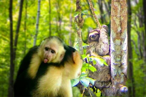 Visite de l'habitat des singes et des paresseux dans la jungle au Panama