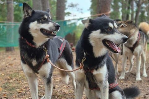 Husky Trekking in Natural Park near Vilnius