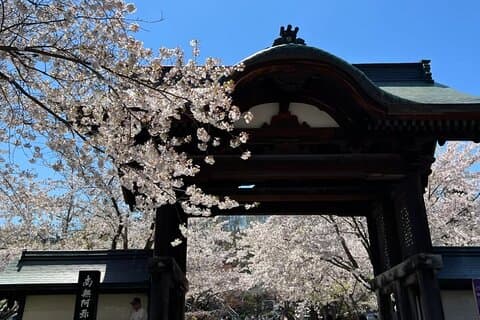Private Sapporo Stadtrundfahrt mit Kirschblüte