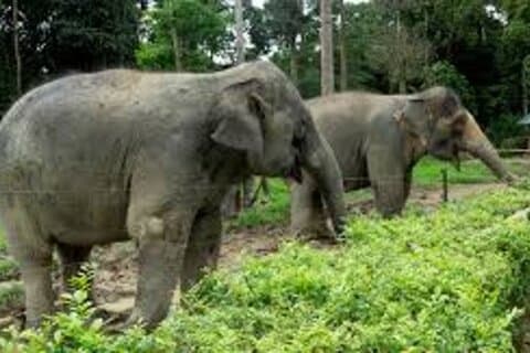 Full Day Elephant Sanctuary Tour with lunch Local food