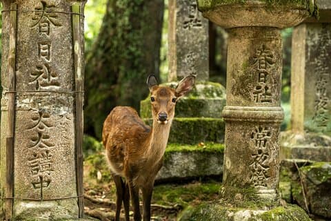 Kyoto&Nara Private Highlights Tour with English driver