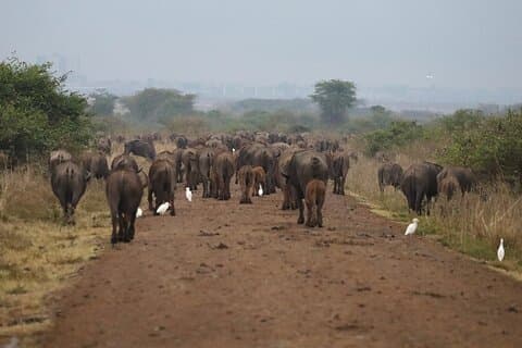 Private Half Day Tour at Nairobi National Park