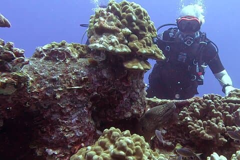 Waikiki Two Tank Guided Scuba Diving Adventure: Certified Diver